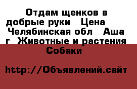 Отдам щенков в добрые руки › Цена ­ 1 - Челябинская обл., Аша г. Животные и растения » Собаки   